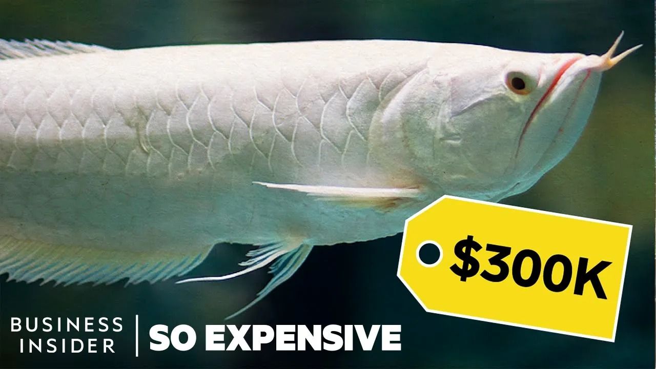 (ویدئو) گران ترین ماهی جهان؛ این اژدها ماهی 15 میلیارد تومان قیمت دارد!