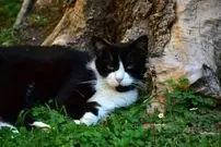 سفر ۵ ماهه گربه زبل از اسپانیا به فرانسه