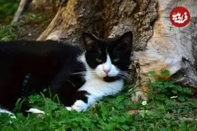 سفر ۵ ماهه گربه زبل از اسپانیا به فرانسه