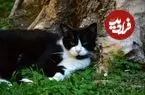 سفر ۵ ماهه گربه زبل از اسپانیا به فرانسه