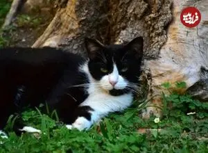 سفر ۵ ماهه گربه زبل از اسپانیا به فرانسه