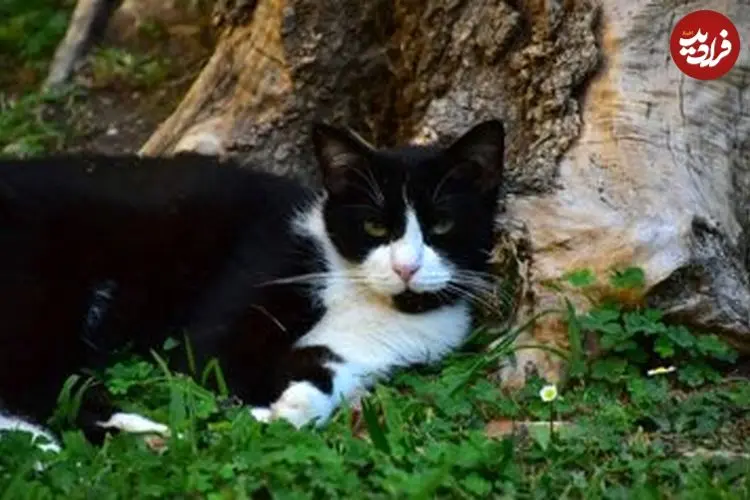 سفر ۵ ماهه گربه زبل از اسپانیا به فرانسه