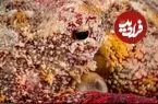 این جاندار با پوست خود «می‌بیند»