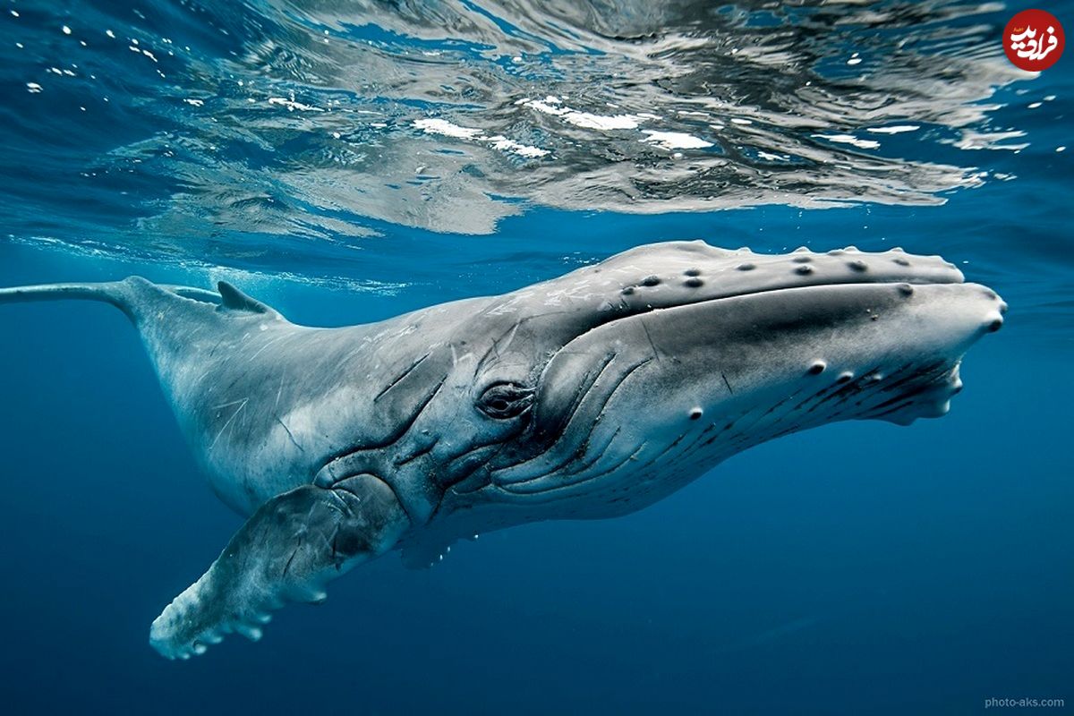 (عکس) برخورد یک موج‌سوار با نهنگ گوژپشت