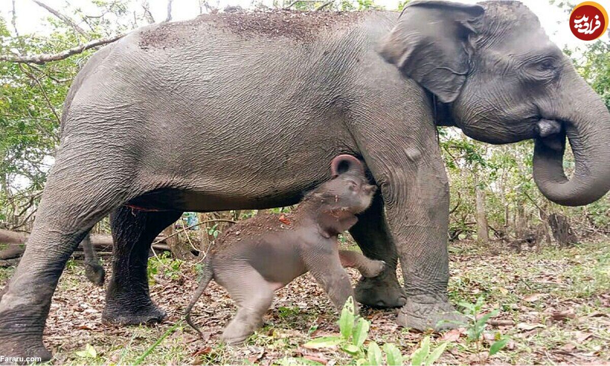 (ویدئو) تولد یک بچه فیل سوماترایی در معرض خطر انقراض