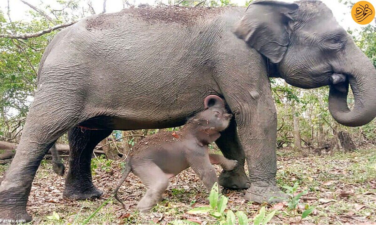 (ویدئو) تولد یک بچه فیل سوماترایی در معرض خطر انقراض
