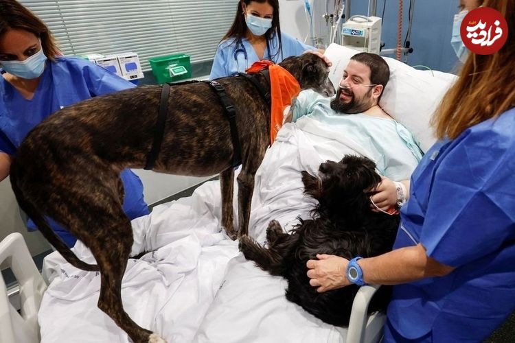 (ویدئو) استفاده از سگ‌ها برای روحیه دادن به بیماران بخش مراقبت‌های ویژه