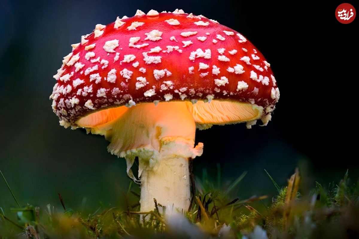 قارچ غولپیکر ماریو در دنیای واقعی هم وجود دارد!