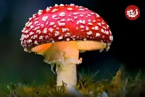 قارچ غول‌پیکر ماریو در دنیای واقعی هم وجود دارد!
