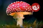 قارچ غولپیکر ماریو در دنیای واقعی هم وجود دارد!