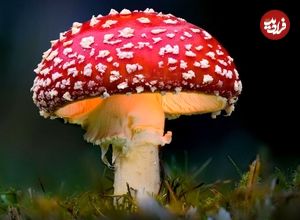 قارچ غولپیکر ماریو در دنیای واقعی هم وجود دارد!