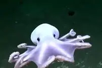 ببینید| اختاپوس شبح‌وار با ظاهر شفاف و سفید