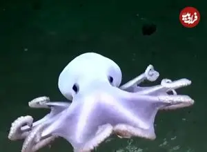 ببینید| اختاپوس شبح‌وار با ظاهر شفاف و سفید
