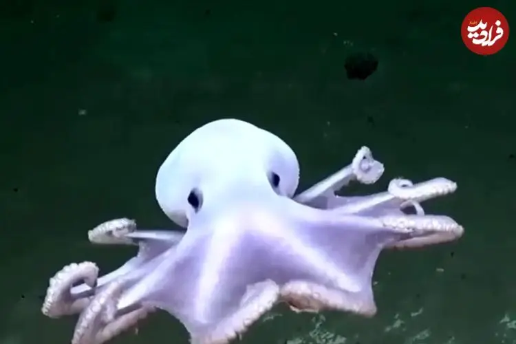 ببینید| اختاپوس شبح‌وار با ظاهر شفاف و سفید