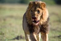 ببینید؛ چرا شیرها وحشی شدند؛ حملات شیرها به مردم در ترکیه، استرالیا و پاکستان!