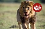 ببینید؛ چرا شیرها وحشی شدند؛ حملات شیرها به مردم در ترکیه، استرالیا و پاکستان!