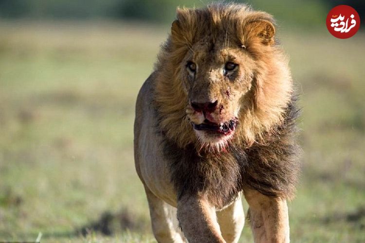 ببینید؛ چرا شیرها وحشی شدند؛ حملات شیرها به مردم در ترکیه، استرالیا و پاکستان!