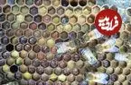 کندوی زنبور عسل یک سیستم‌ ایمنی زنده است