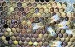 کندوی زنبور عسل یک سیستم‌ ایمنی زنده است