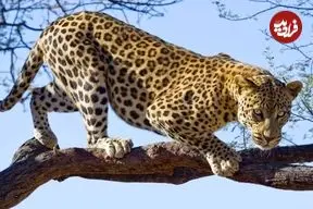 ببینید| حمله پلنگ وحشی به اهالی یک روستا