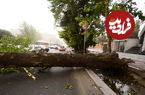 (ویدیو) سقوط درخت بر اثر طوفان در خیابان قدس تهران