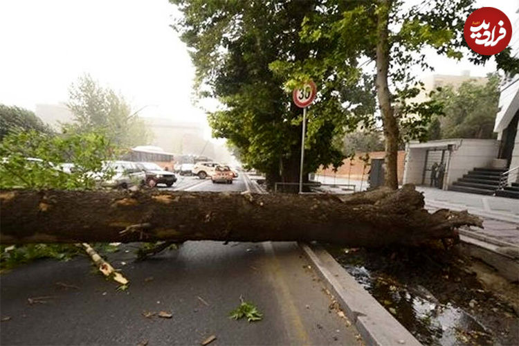 (ویدیو) سقوط درخت بر اثر طوفان در خیابان قدس تهران