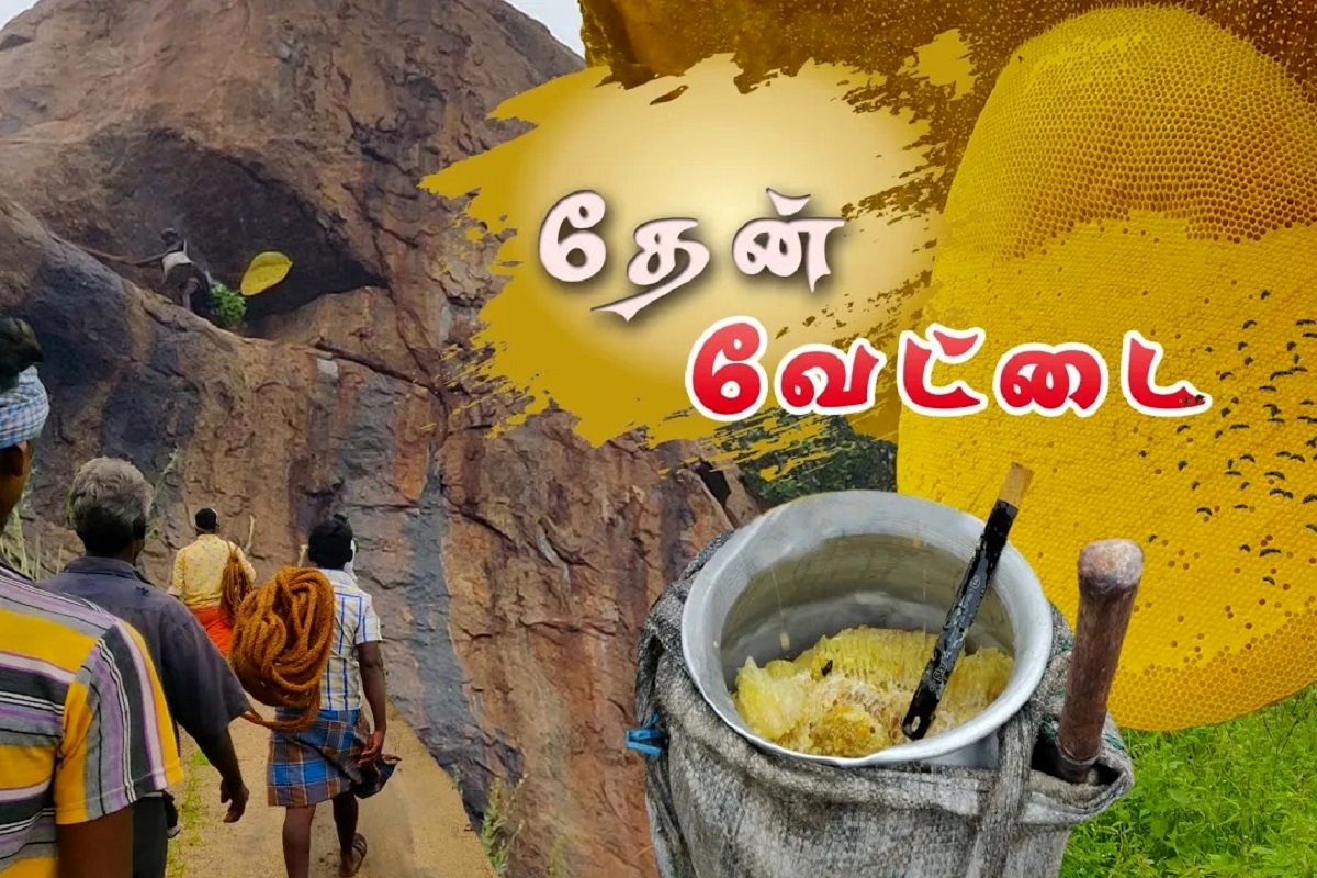 (ویدئو) برداشت هیجان انگیز عسل وحشی روی صخره توسط شکارچیان هندی