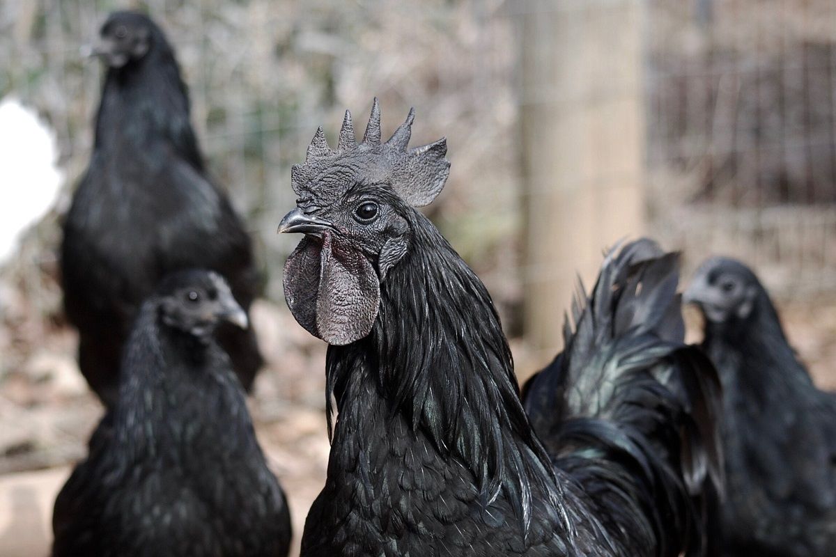 (ویدئو) گران ترین نژاد مرغ و خروس جهان؛ کف قیمت 34 میلیون تومان، سقف 294 میلیون تومان! 