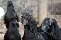 (ویدئو) گران ترین نژاد مرغ و خروس جهان؛ کف قیمت 34 میلیون تومان، سقف 294 میلیون تومان! 