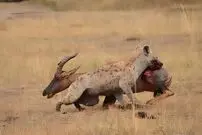 (ویدیو) کفتارها با قلدری شکار را از شغال ها گرفتند