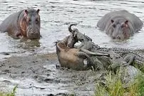 ببینید| لحظه نجات جان کودو از دست کروکودیل های گرسنه به روش اسب های آبی!