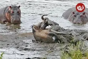 ببینید| لحظه نجات جان کودو از دست کروکودیل های گرسنه به روش اسب های آبی!