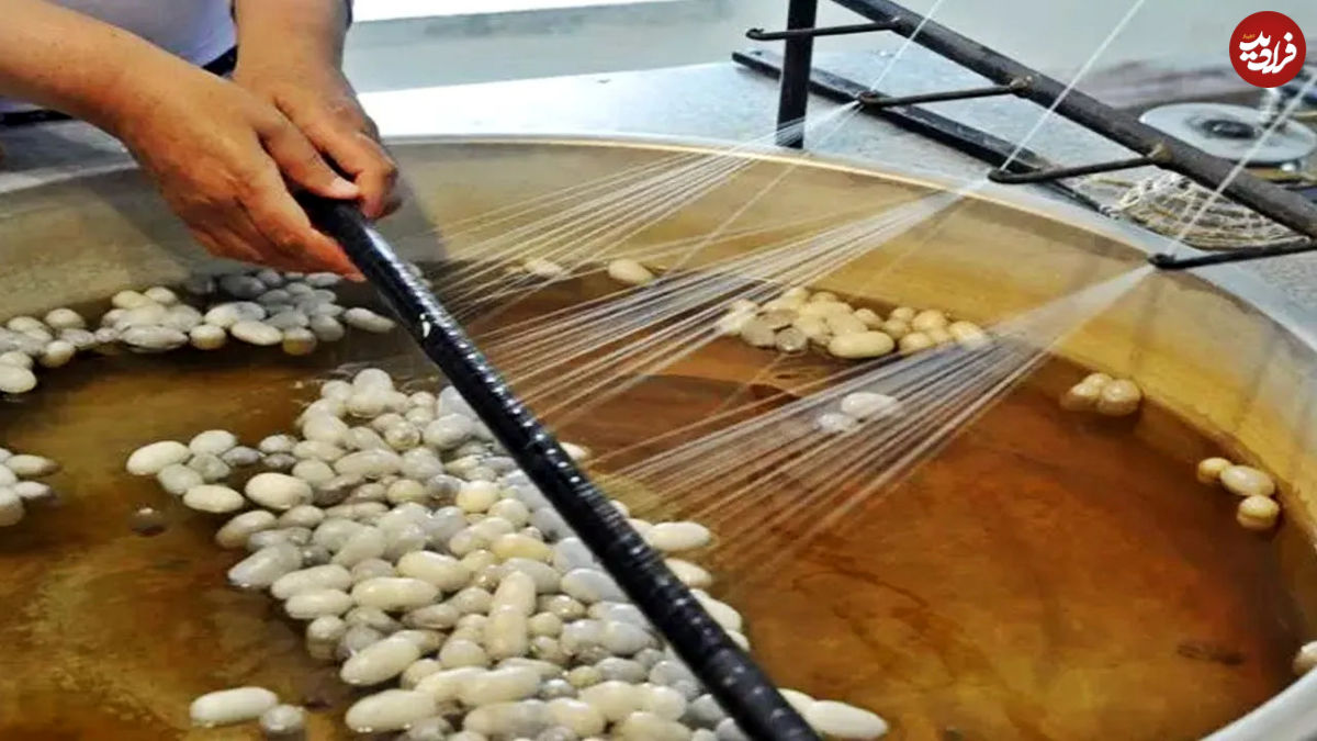 (ویدئو) فرآیند تولید نخ ابریشم از کرم ابریشم در یک مزرعه اسپانیایی