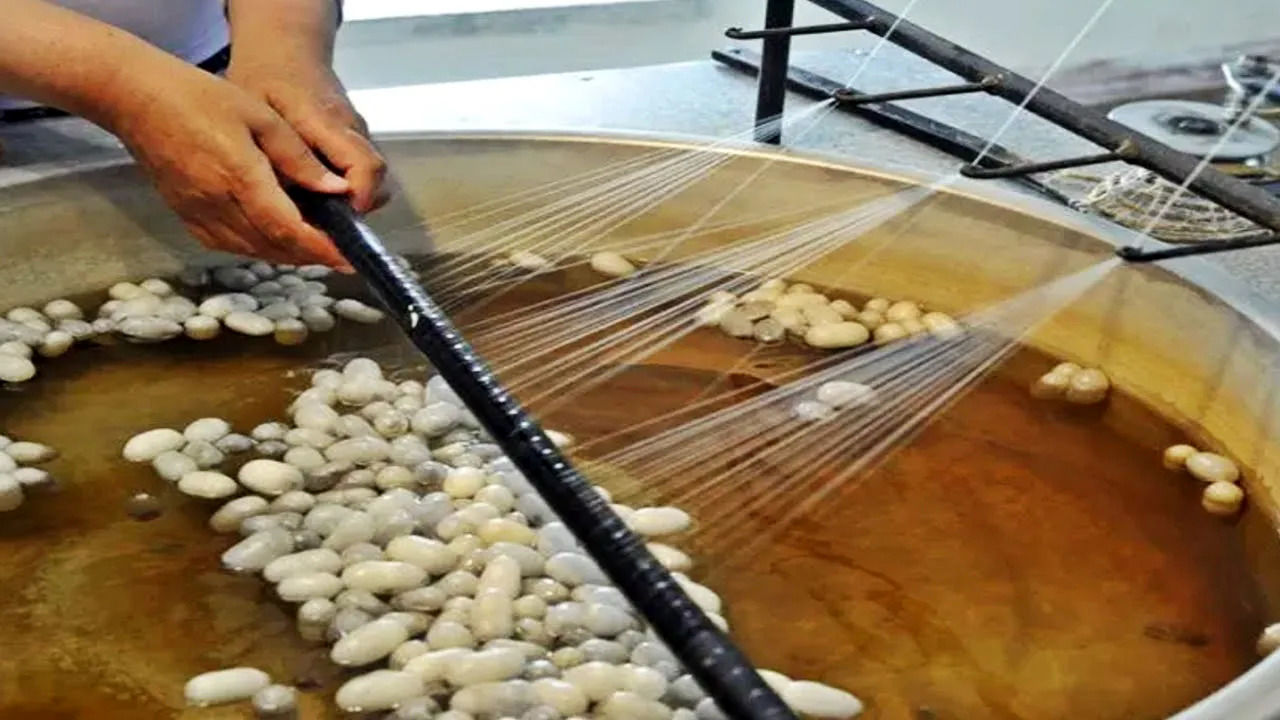 (ویدئو) فرآیند تولید نخ ابریشم از کرم ابریشم در یک مزرعه اسپانیایی