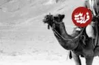 عکس| سفر به ایران قدیم؛ کاروان شترها در یک جاده خاکی در اطراف اصفهان؛ 70 سال قبل