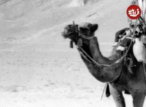 عکس| سفر به ایران قدیم؛ کاروان شترها در یک جاده خاکی در اطراف اصفهان؛ 70 سال قبل
