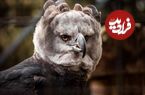 عقاب هارپی در حادثه‌ای بسیار نادر به یک زن گردشگر حمله کرد، اما علت چه بود؟