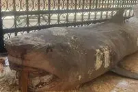 (ویدئو) کوسه آدم‌کش در مصر مومیایی شد