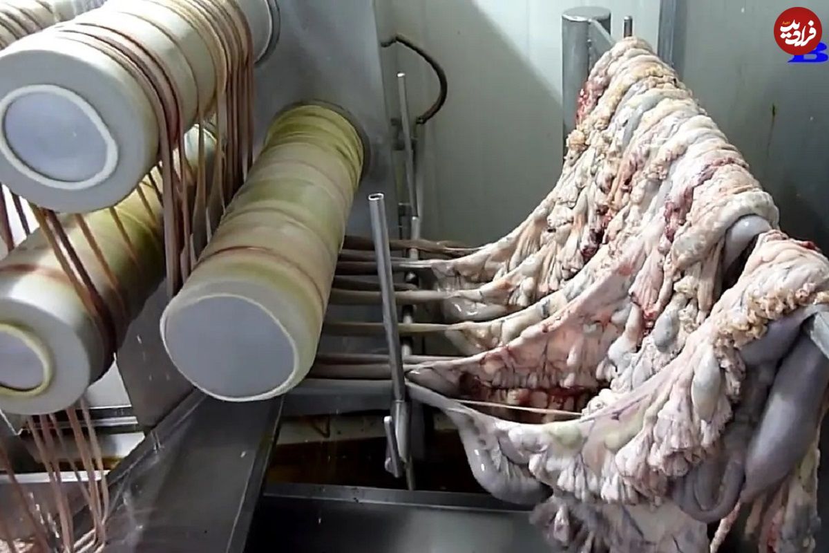 (ویدئو) نحوه تولید سوسیس و کالباس در کارخانه ها از نمای نزدیک