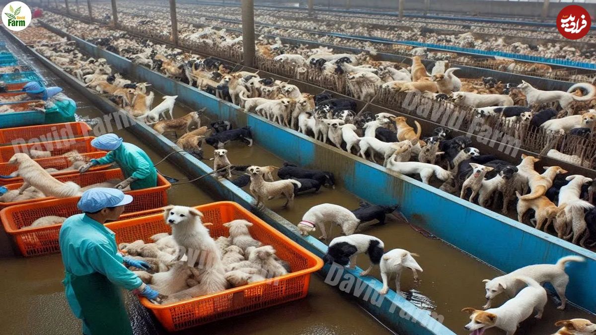 (ویدئو) بازار سگ خوری در چین؛ فرآیند پرورش میلیون ها سگ توسط چینی ها برای گوشت