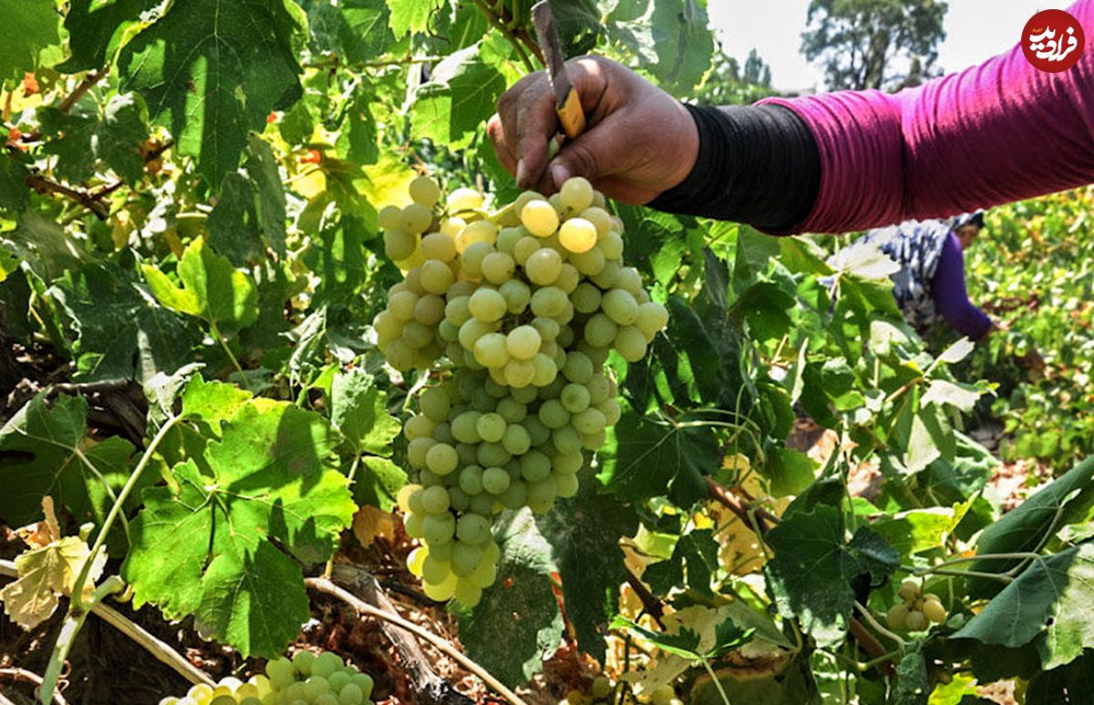 (ویدیو) برداشت انگور در روستای «بیاره»