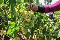 (ویدیو) برداشت انگور در روستای «بیاره»