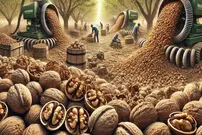 (ویدئو) عملیات دیدنی برداشت و فرآوری صدها تن بادام، گردو و بادام هندی 
