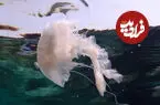 ببینید| نگاه نزدیک به عروس دریایی جزیره کیش