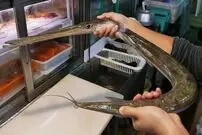 ببنیید| غذای خیابانی در ژاپن؛ تهیه سوشی و ساشیمی با ماهی ترومپت در اوکیناوا