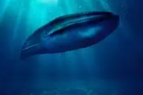 (عکس) تصویری اعجاب‌انگیز از قلب نهنگ آبی