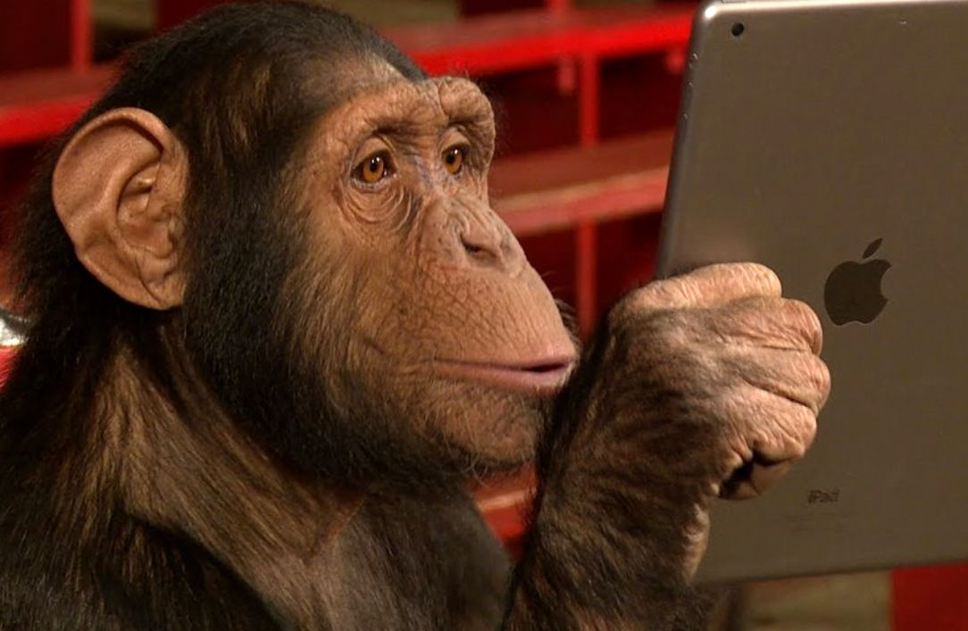 (ویدئو) شعبده بازی بامزه یک مرد با آیپد برای شامپانزه‌ها