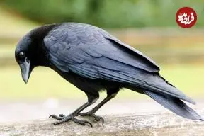 ببینید؛ کلاغ باهوش و بار زدنِ تمام بیسکوئیت‌ها در یک پرواز