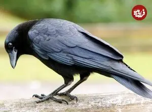 ببینید؛ کلاغ باهوش و بار زدنِ تمام بیسکوئیت‌ها در یک پرواز