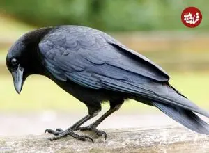 ببینید؛ کلاغ باهوش و بار زدنِ تمام بیسکوئیت‌ها در یک پرواز